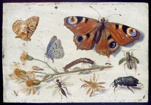 Tre sommerfugler, en bille og andre insekter, med en skjæring av gressurt, tidlig på 1650-tallet (olje på kobber)